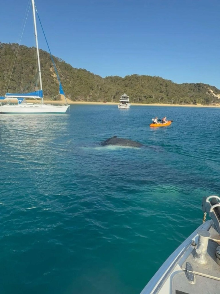 Whale watching in Tangalooma bay